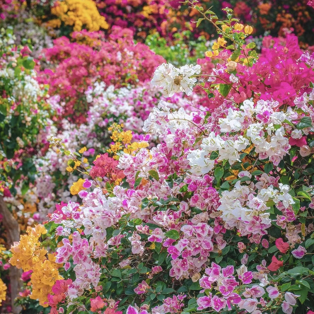 奶昔（三角梅袋苗）如意花园