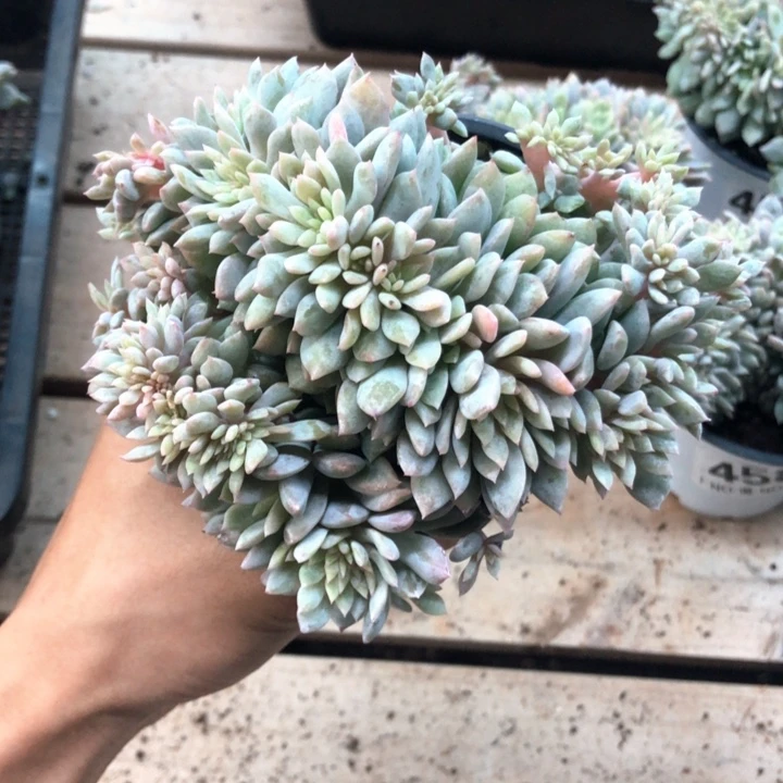 星影高板子缀化464