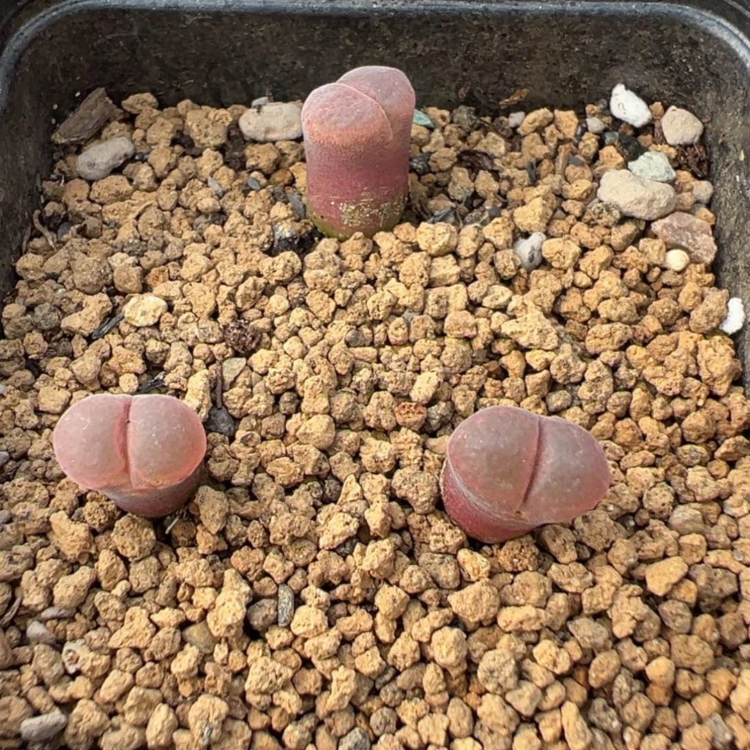 28-14肉锥多肉植物