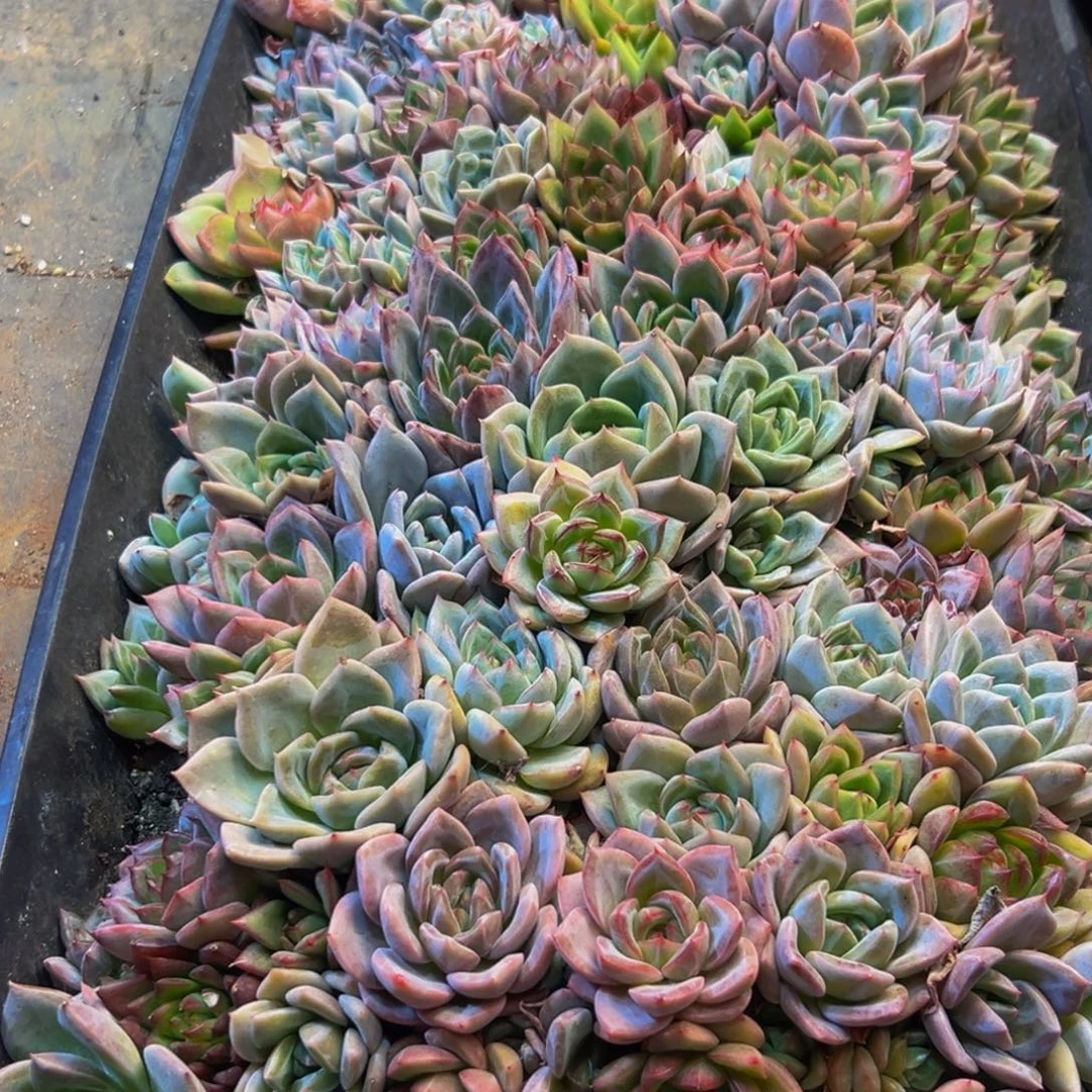 678多肉植物和植物的生长