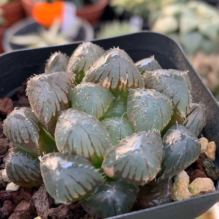 巨大化赤仙玉露，带盆