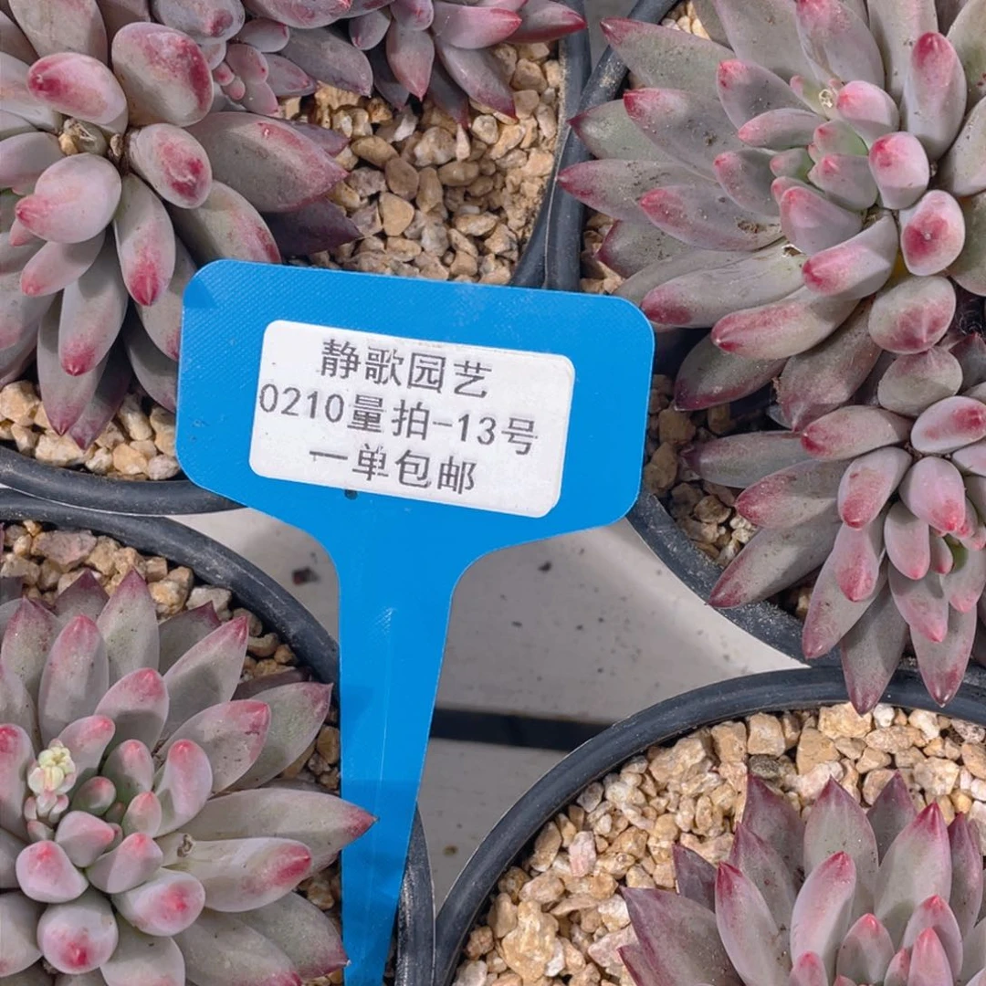 0210-13-精品福利新年虞美人一颗