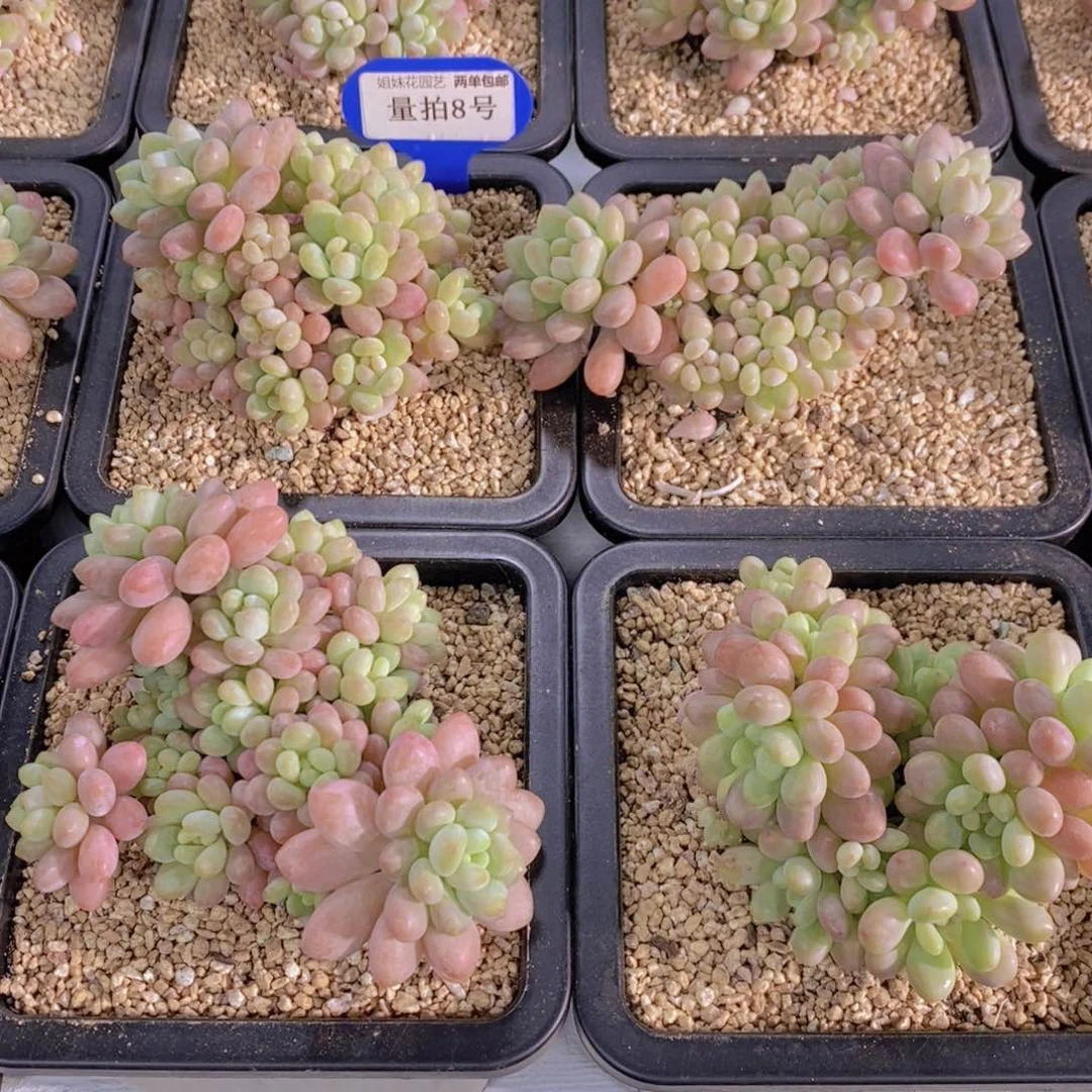 量拍8号 精品母本果冻鱼子酱多头群一个