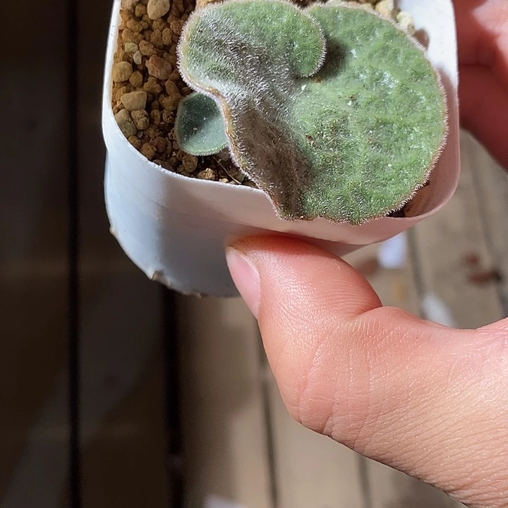 3335。    猪耳朵。