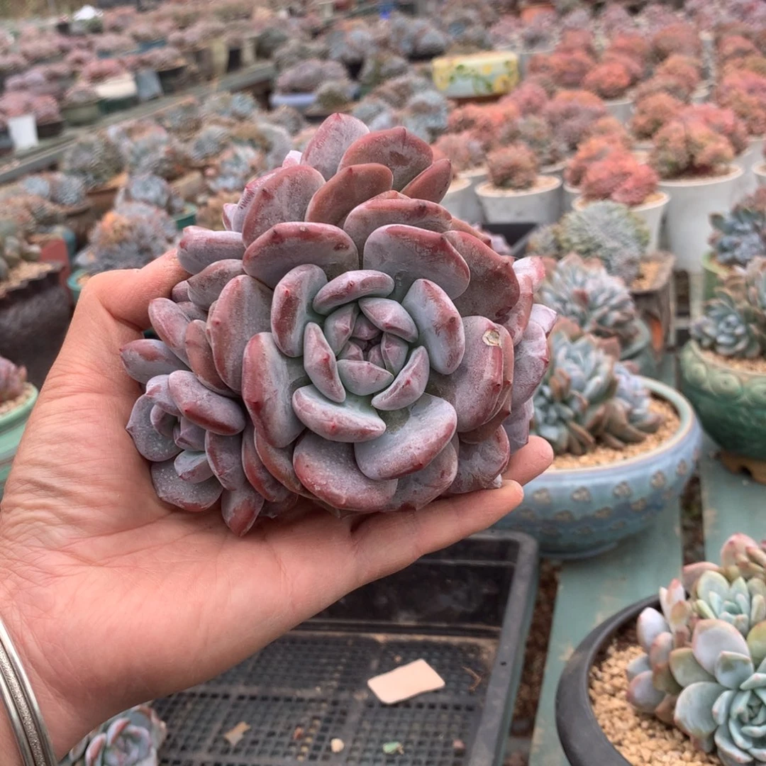 无花朵哈哈哈哈哈哈哈哈哈11