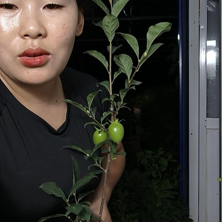枫****不开花植物老鸭柿