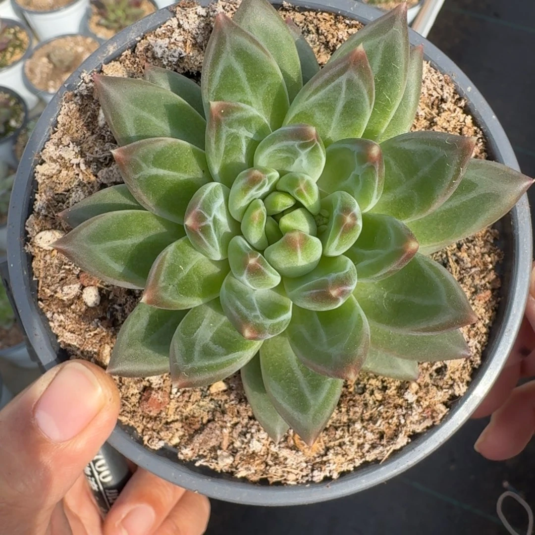 美人杂交 一物一拍