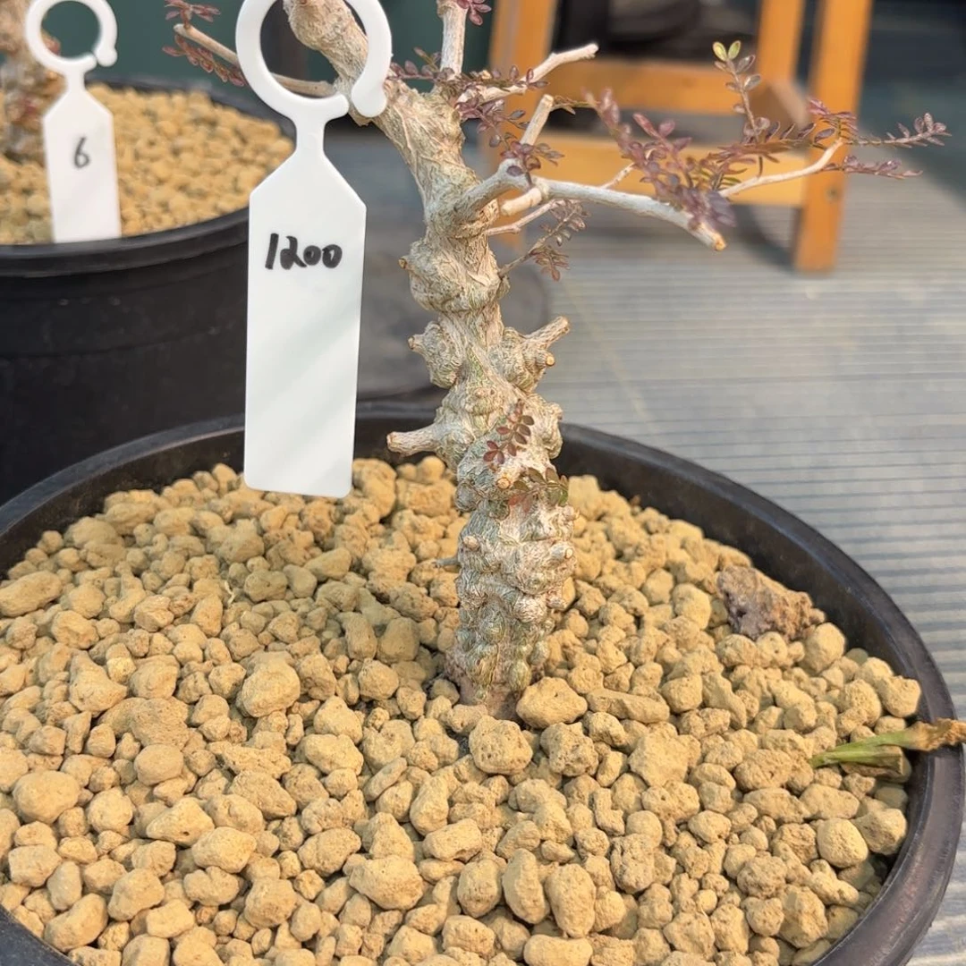 木  象足漆树熟桩带盆土5