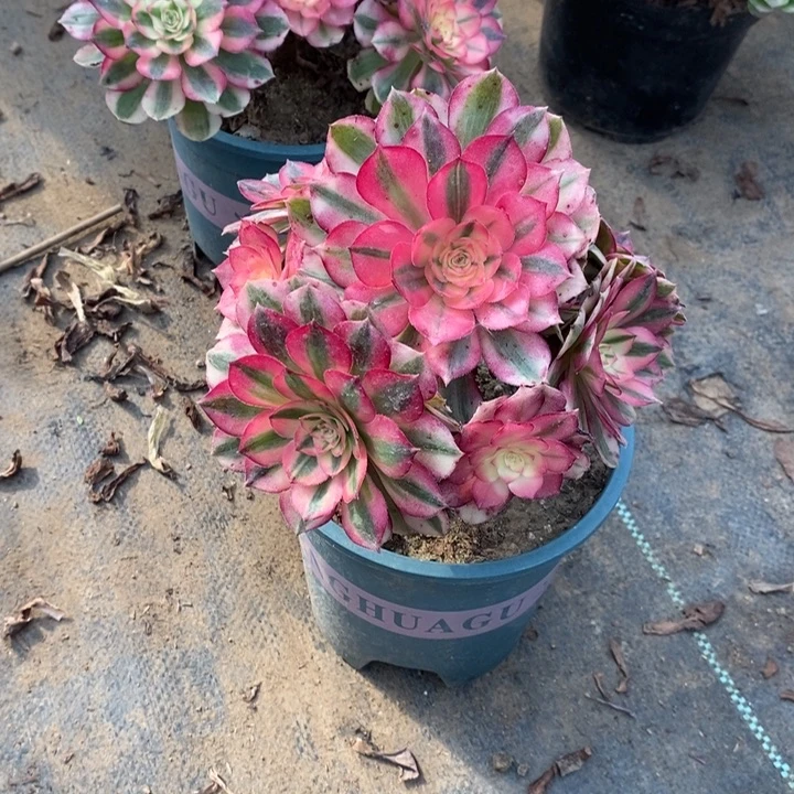 倾城多肉植物85。