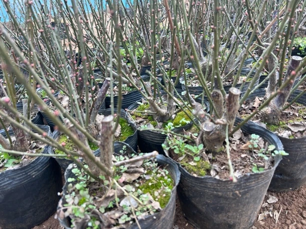 直播间专拍 红梅