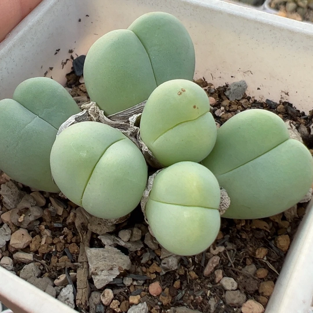 081多肉植物种类多样