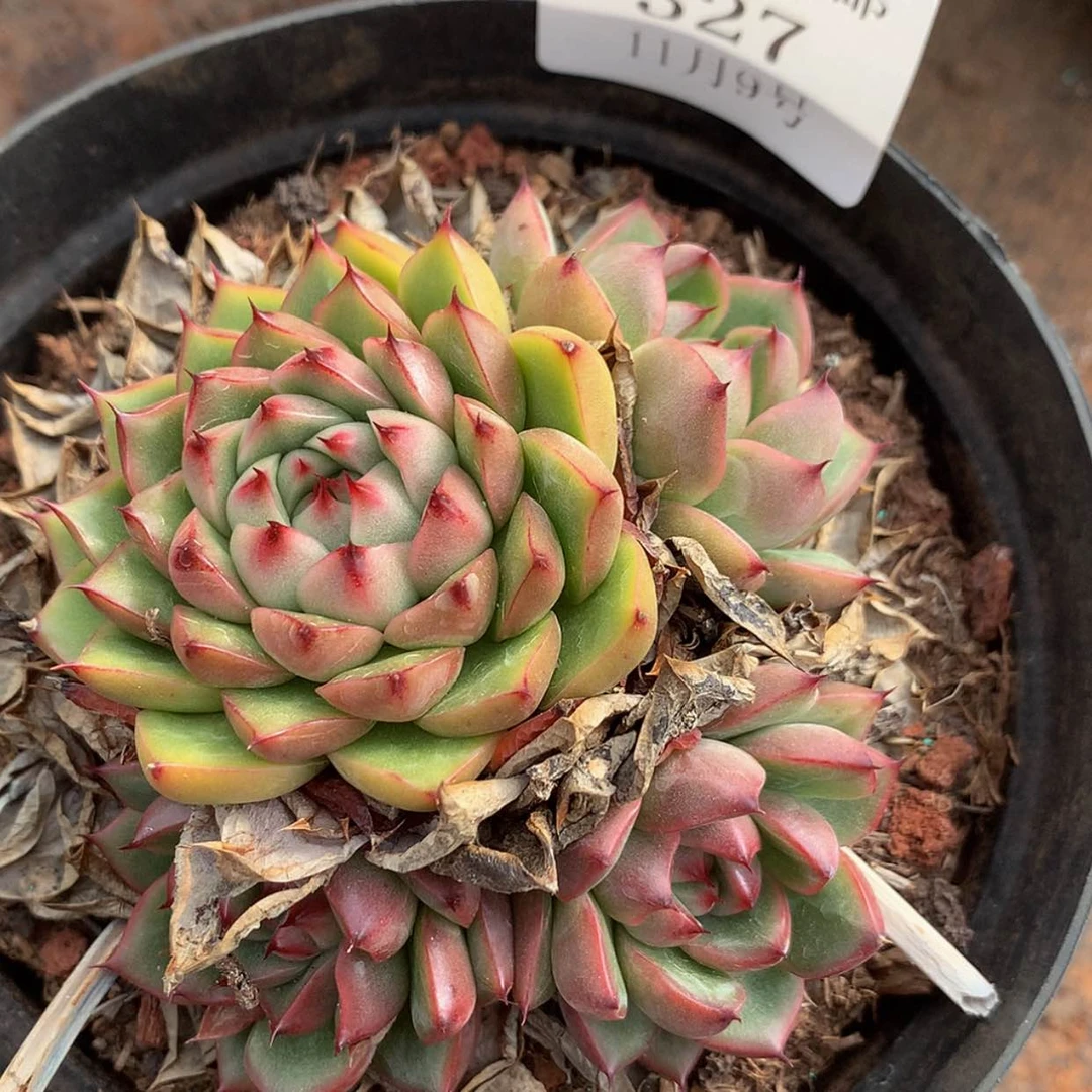 【闪购商品】云327号