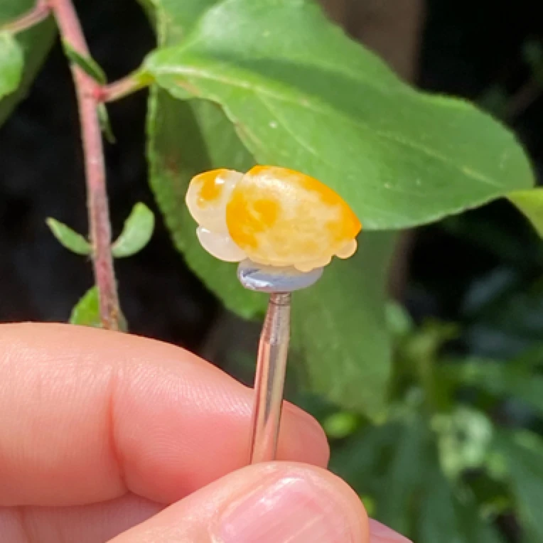 新疆和田玉小萌龟 2.1g 尺寸17.2/10/9.7mm