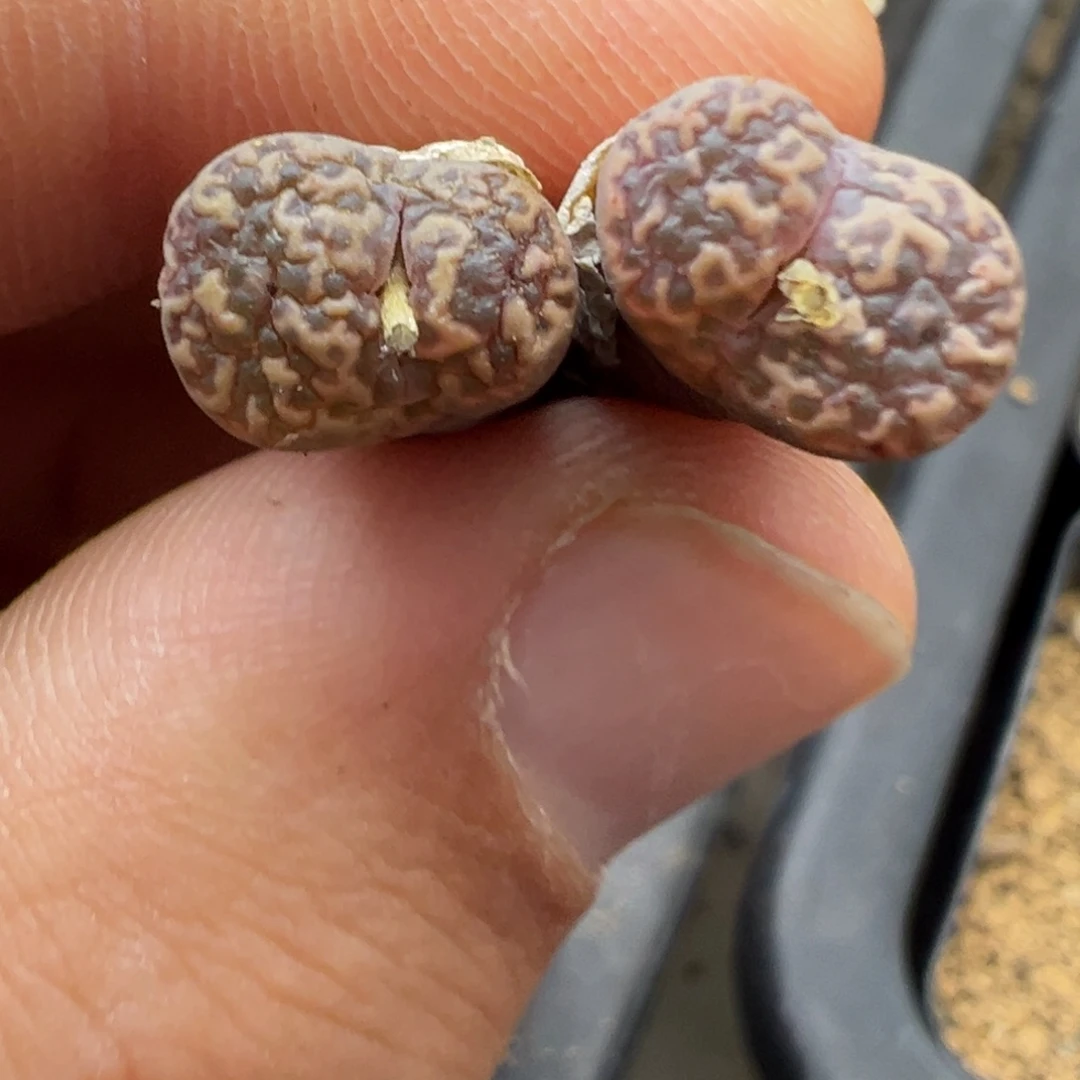 5-82肉锥多肉植物