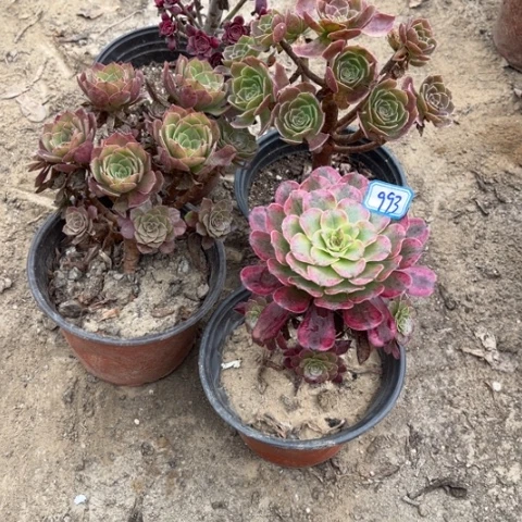 993多肉植物组合,