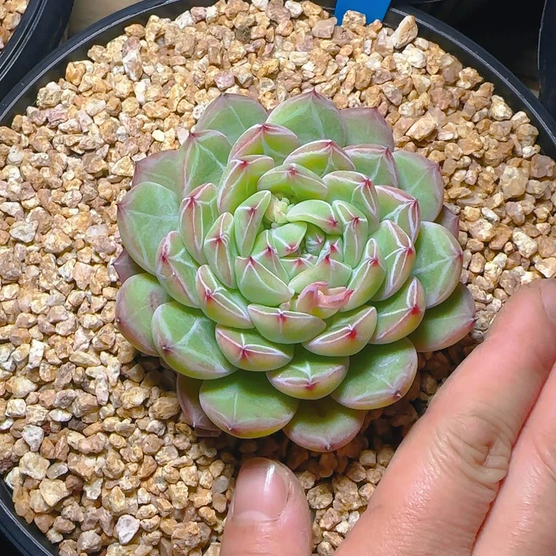 ?****）雪花珍妮163号一物一拍