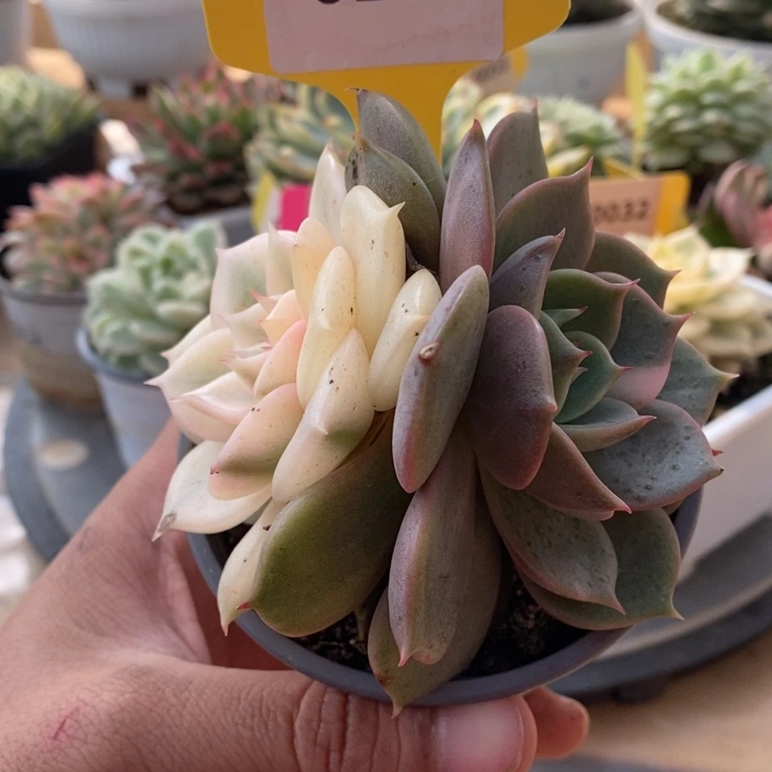 0156贝加尔湖哈哈哈哈