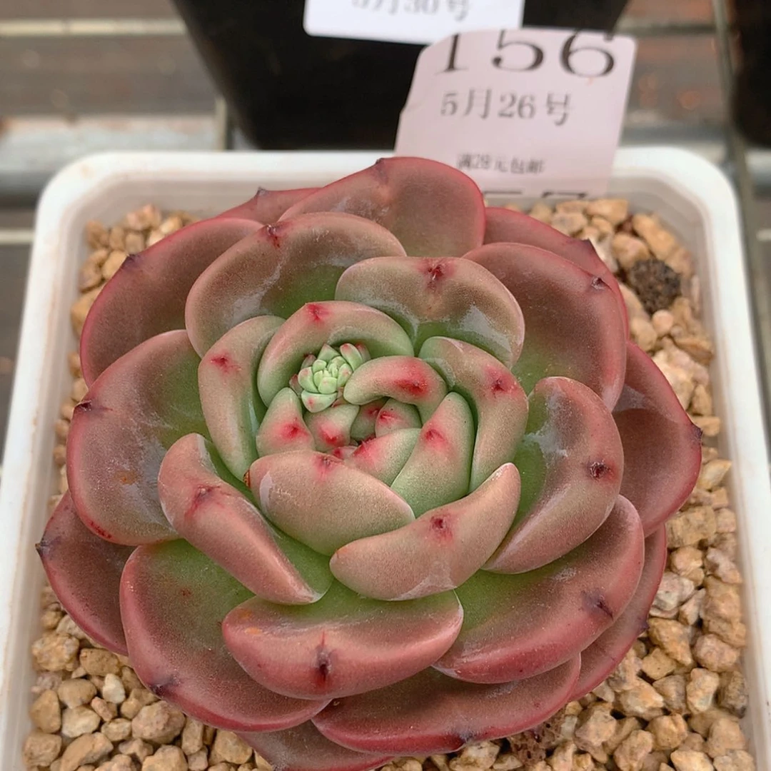 【闪购商品】云156号