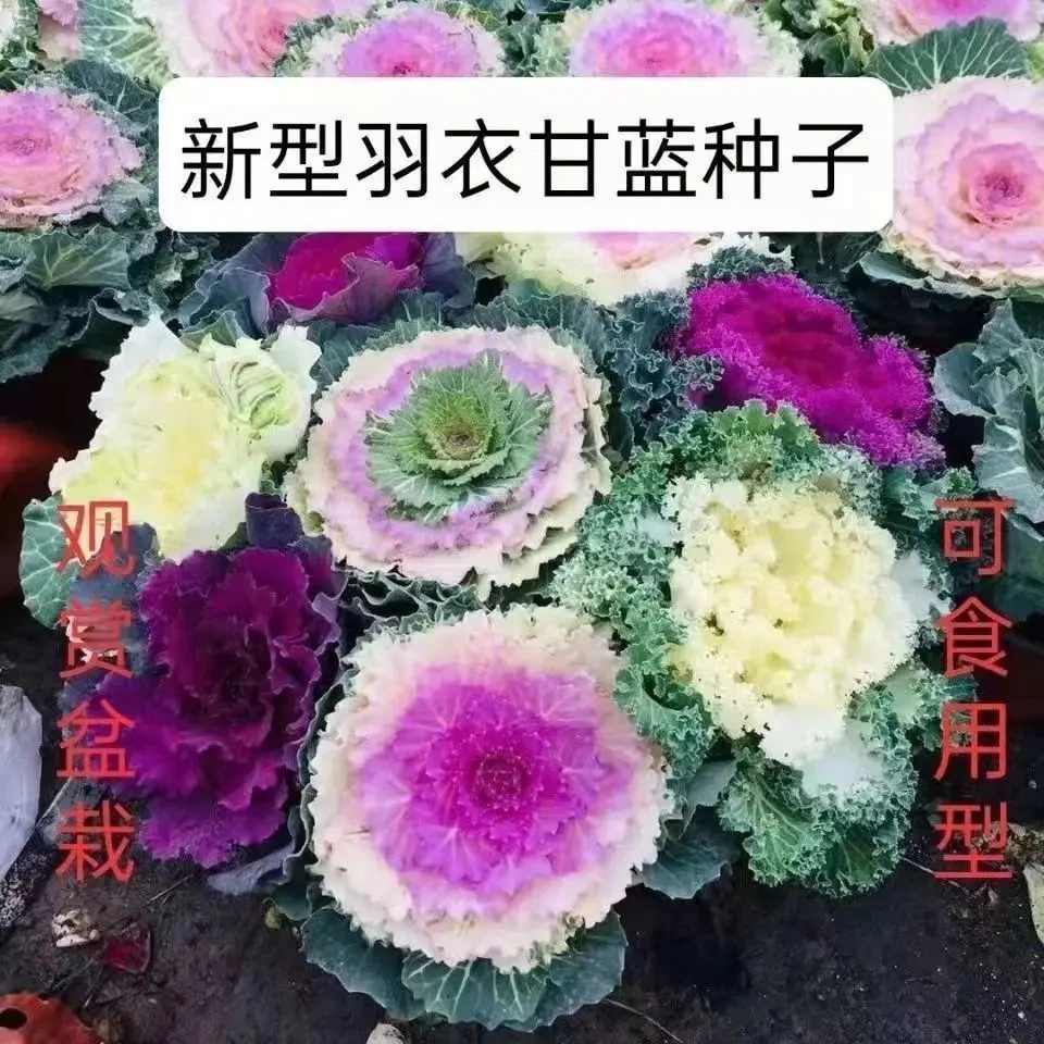 新型混色羽衣甘蓝种子食用观赏耐热耐寒园林盆栽四季蔬菜种子