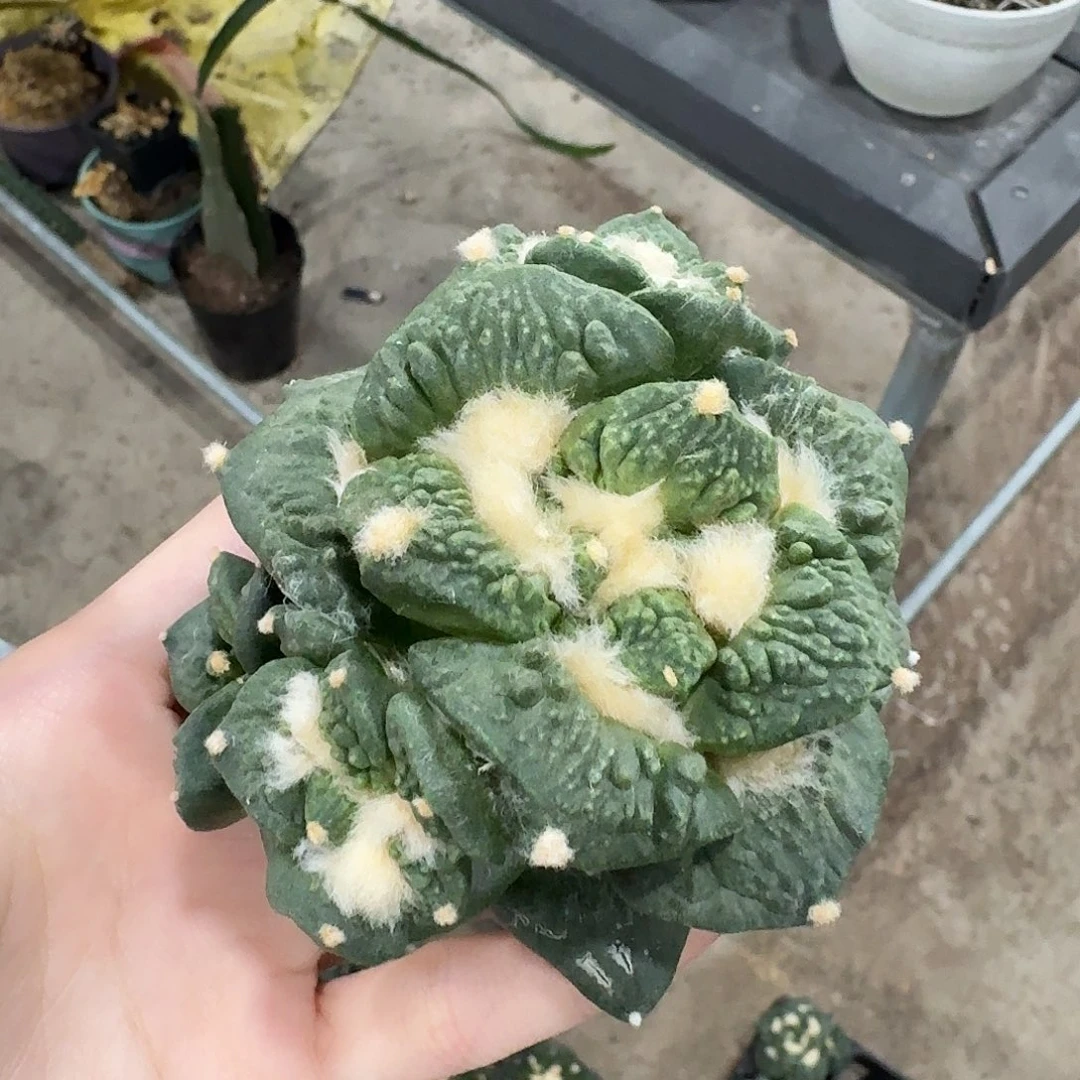 8.8cm丸尤怒涛群生无根