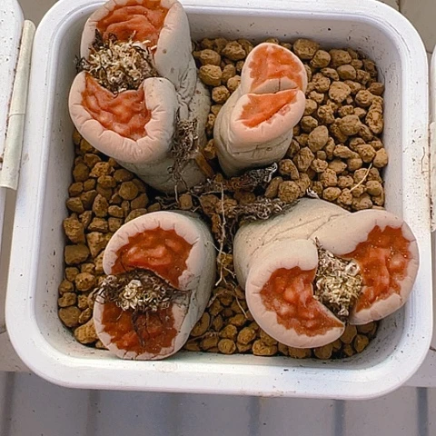 【闪购商品】21323