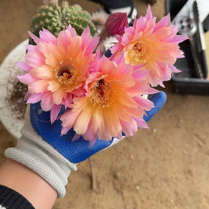 仙人球彩草带根119