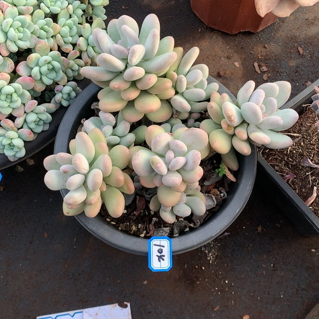 104奶杂 一物一拍多肉