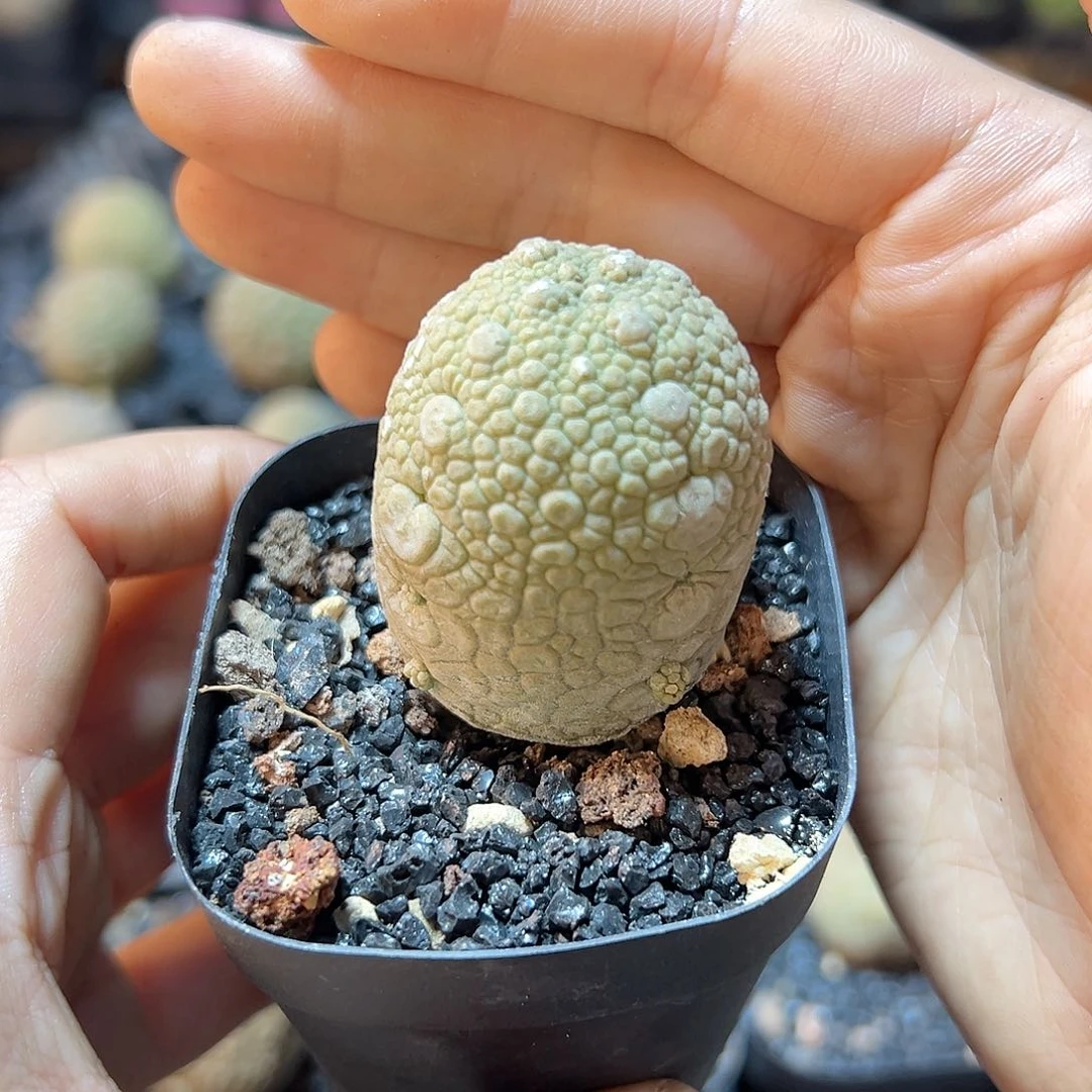 实生凝蹄玉3.2公分带盆