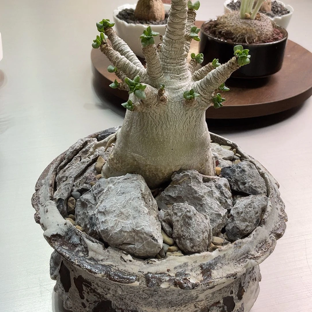 羊角沙玫一物一拍