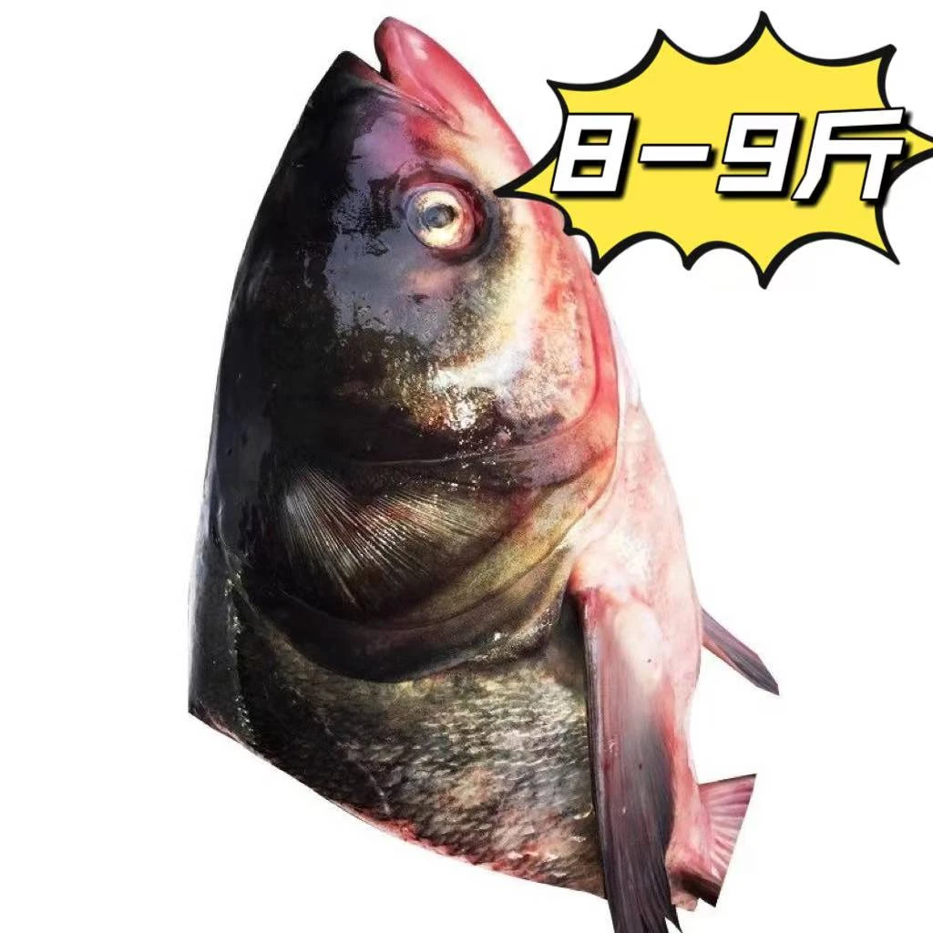 8-9斤大胖头鱼头大花莲鱼头