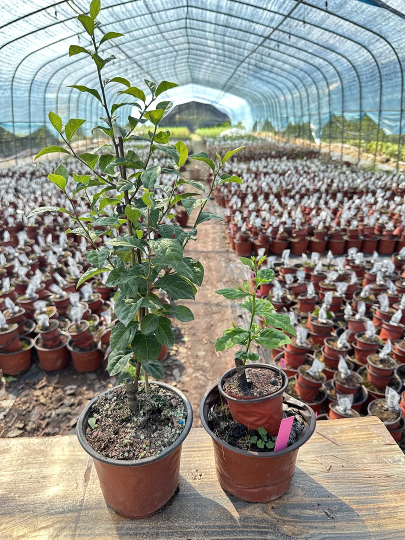 老鸦柿红灯新品种盆景素材带盆带土发货年工根艺