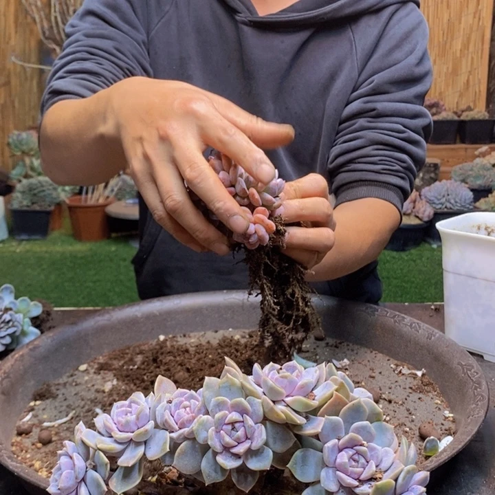 *****108号星影多肉植物