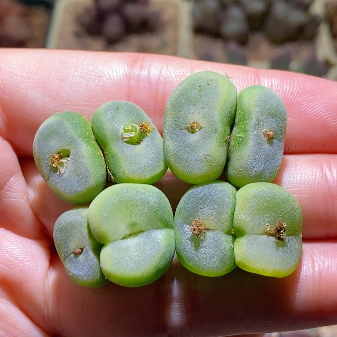 好看好看好看水晶鞋