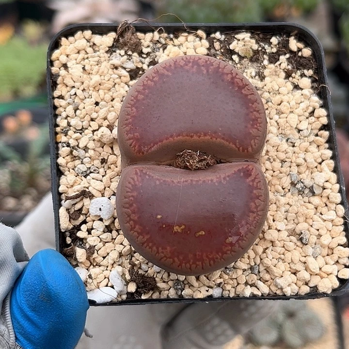 327 净窗大母本 带盆土 4.7