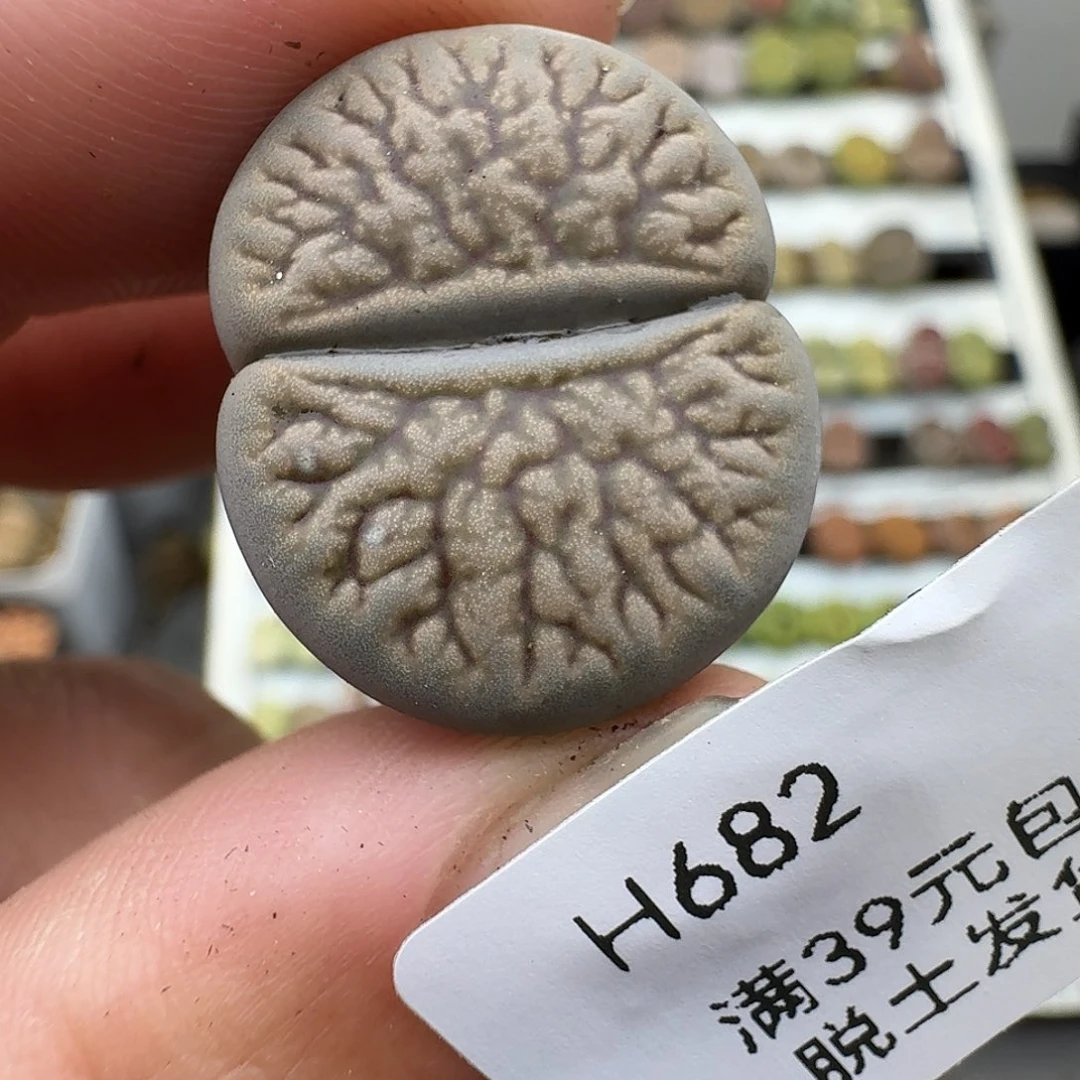 花****682多肉哈哈哈哈哈哈哈