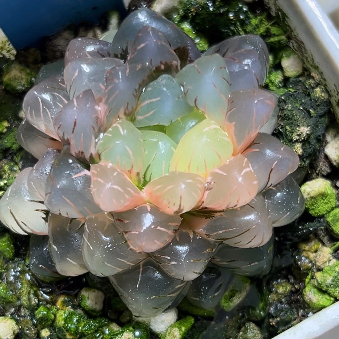 恭喜发财大吉大利939