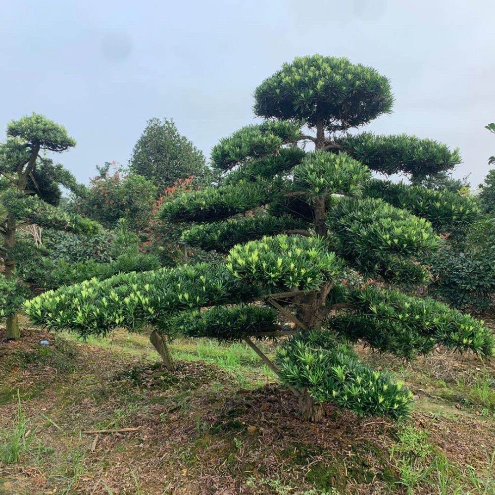 罗汉松  四季长青  庭院别墅盆栽地栽迎客长飘
