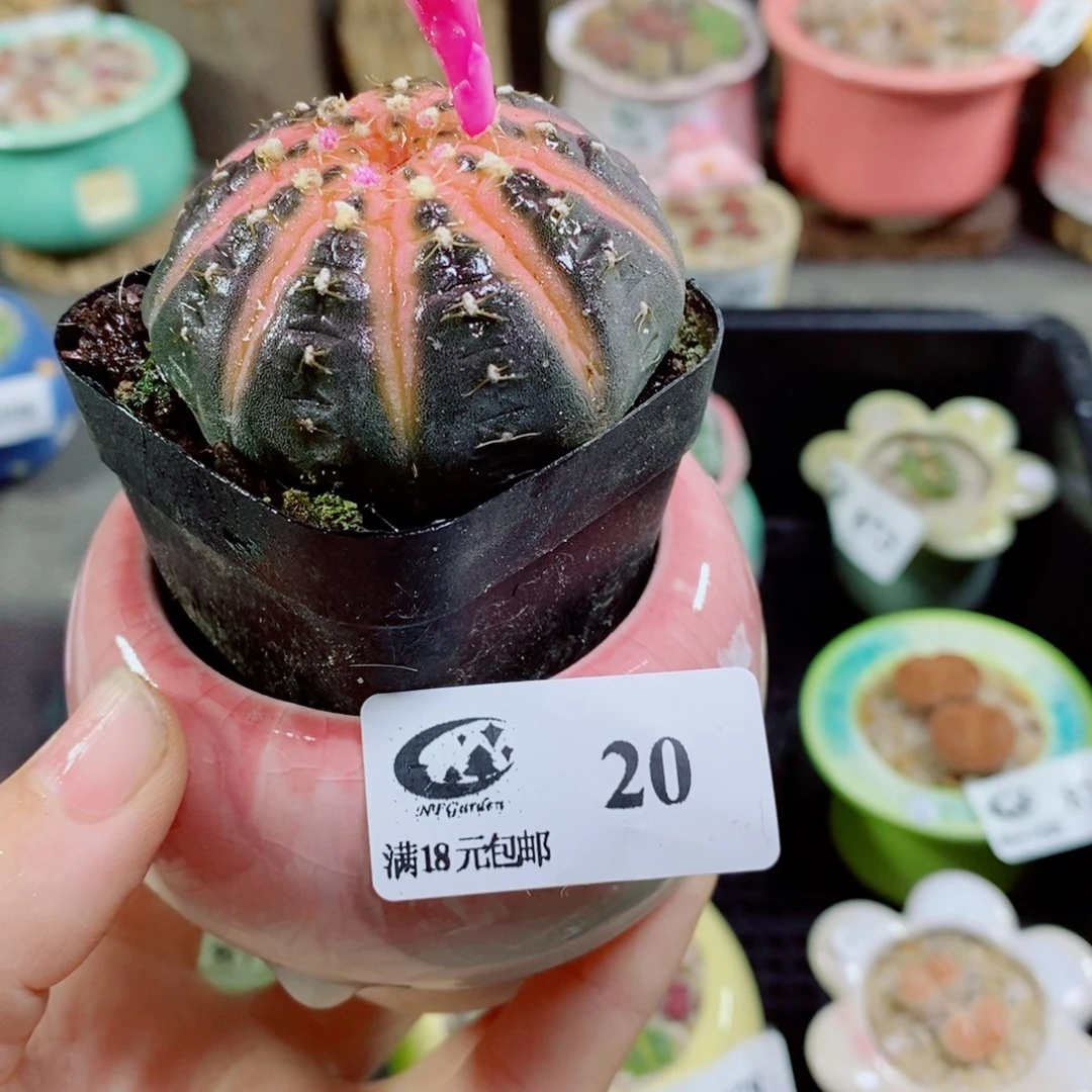 其实哈哈哈哈哈哈哈哈哈20