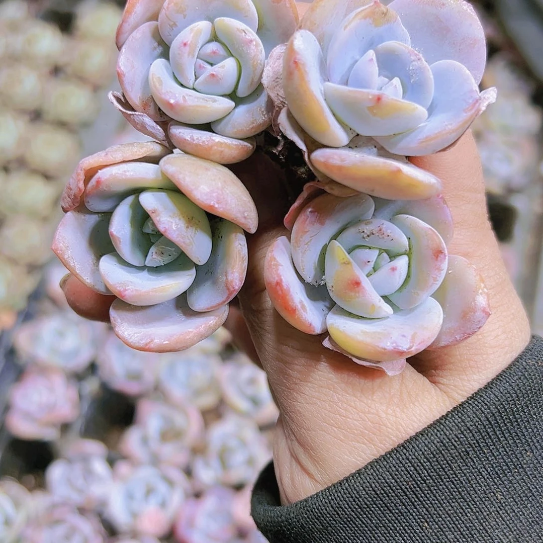 穴盘老奶茶5个19包邮