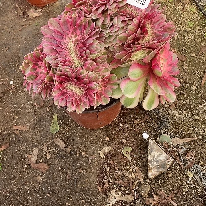 R***姐多肉植物倾城482多肉