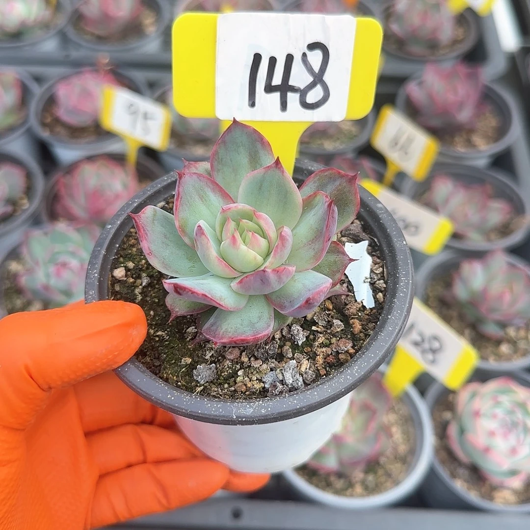 ?****?148惊鸿单头多肉