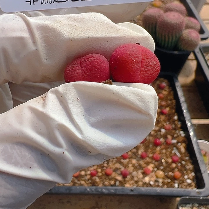 b****吖393号吕氏毛1111111