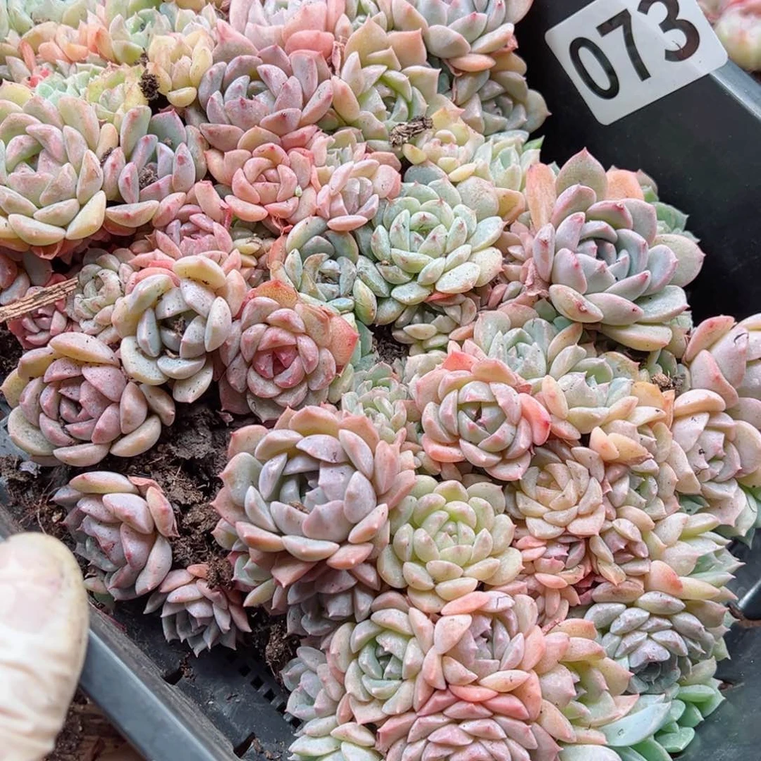 彼*花多肉植物多肉植物