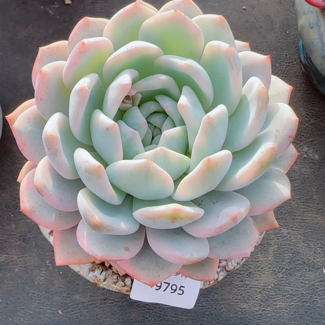 橙子锦，9795多肉植物