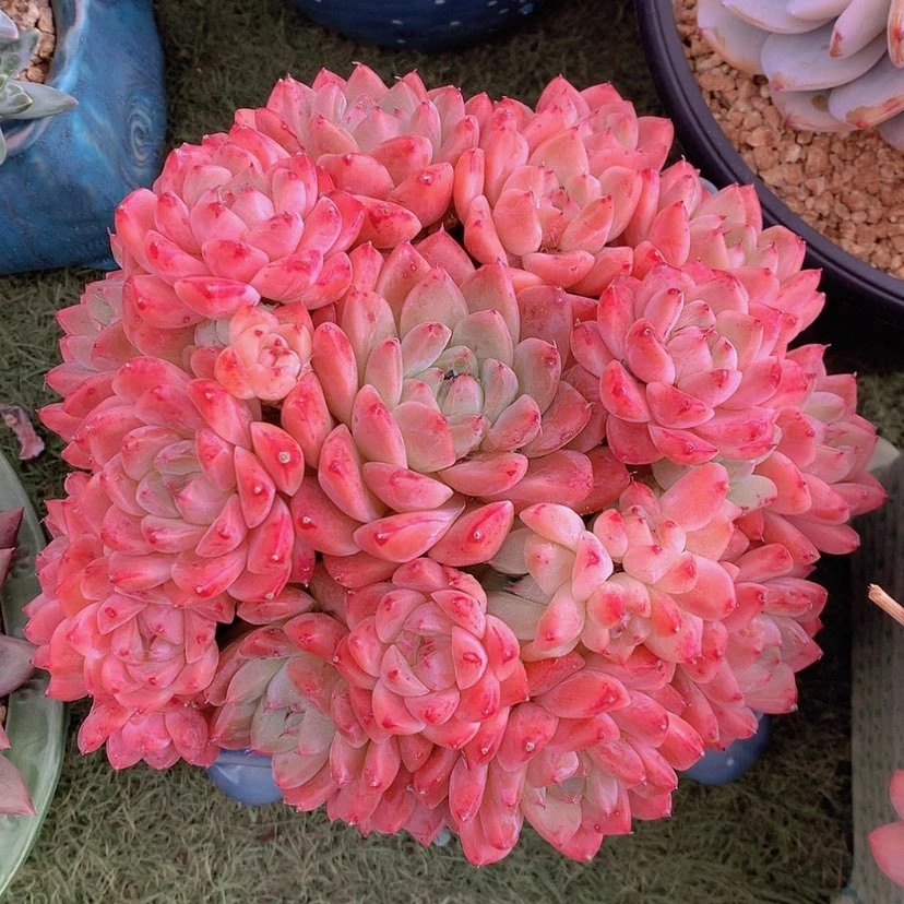 【闪购商品】彩虹如梦令