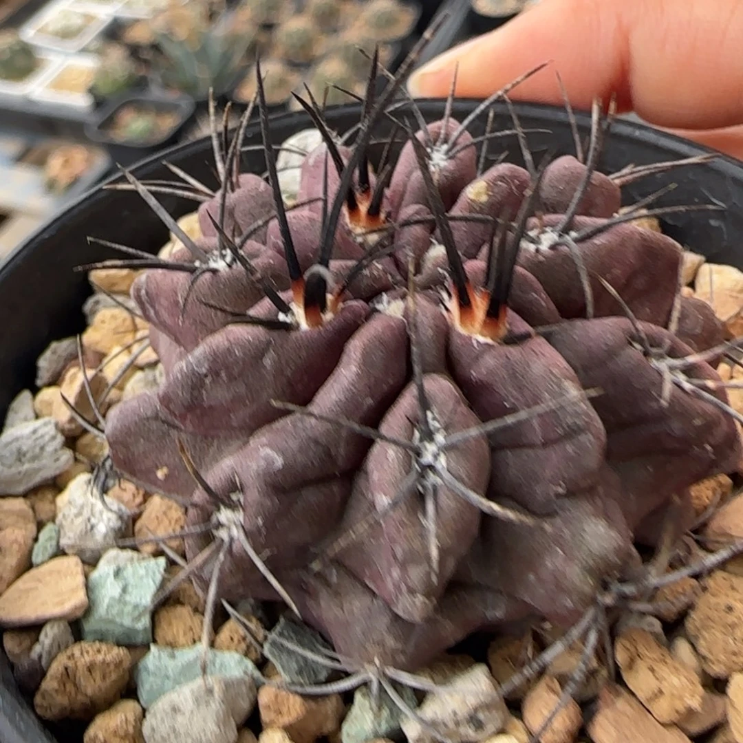 4.3厘米实生欧系素妆玉多肉