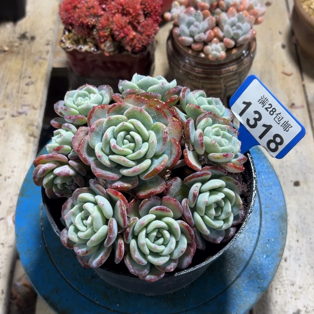 1318千山雪，冠服15