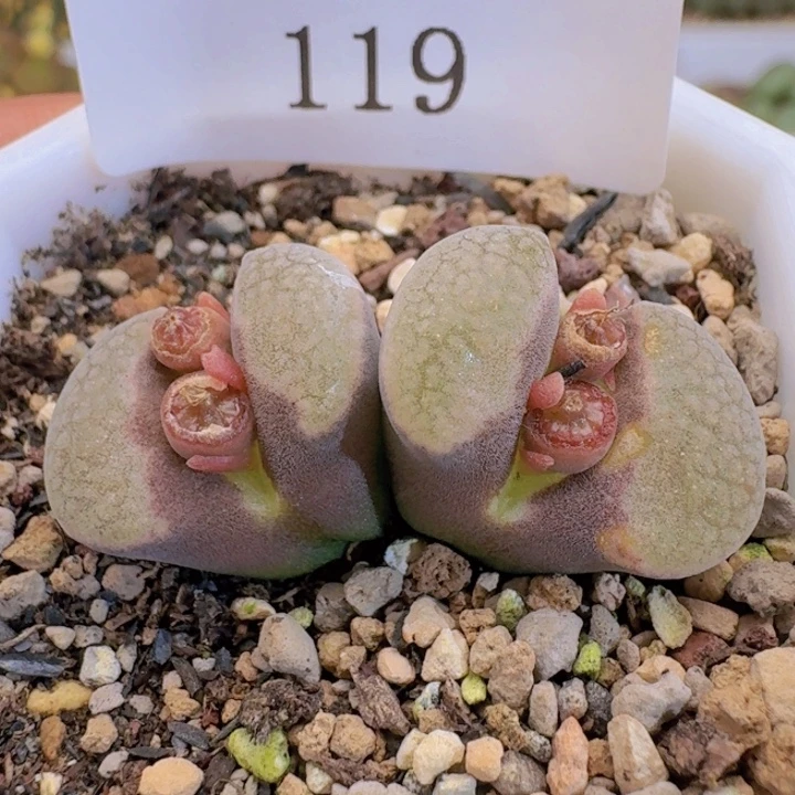 119。