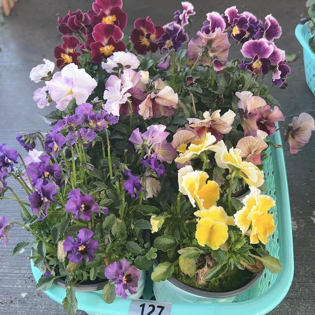 【闪购商品】127号