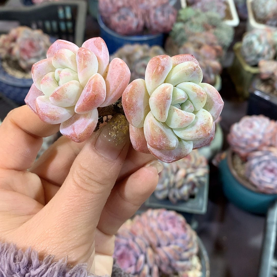 哈哈哈哈哈哈哈石榴籽